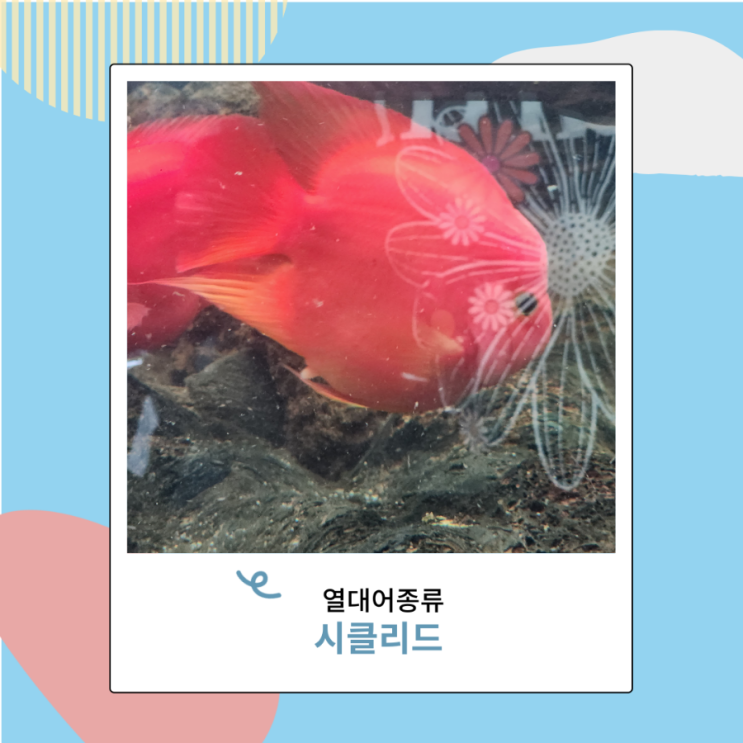 열대어 종류 시클리드 바나나시클리드 키우기 물맞댐 열대어 종류 시클리드 바나나시클리드 키우기 물맞댐