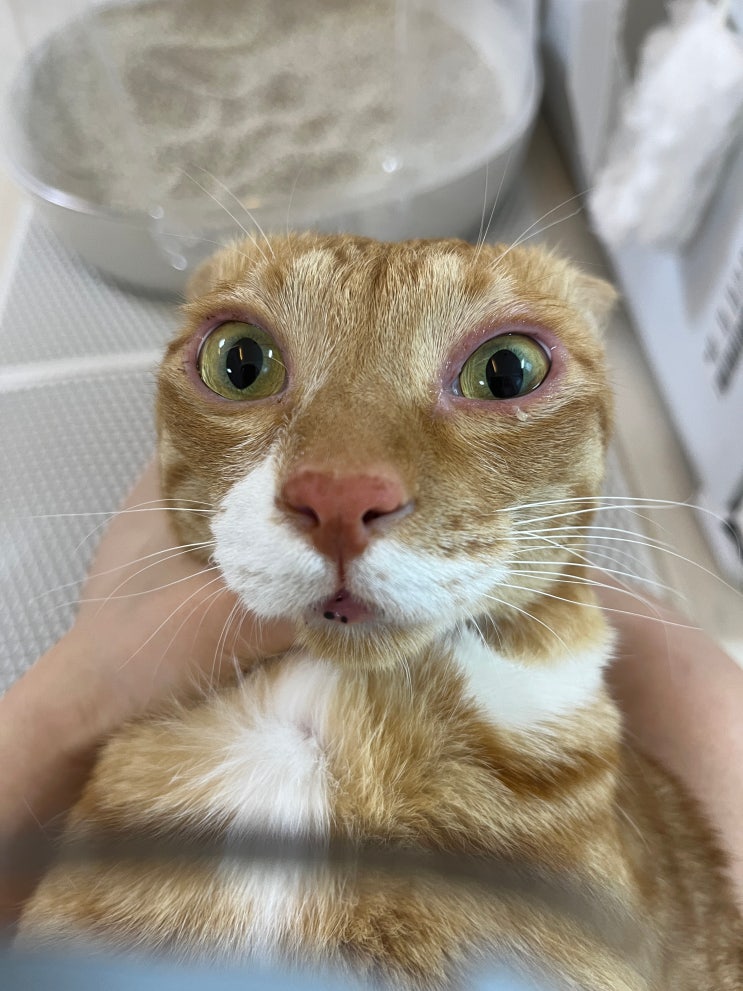  로얄캐닌 하이포알러제닉 고양이 알러지 사료 후기