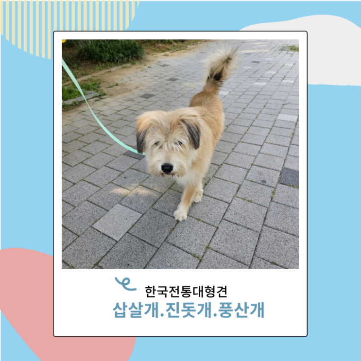 한국 국견 대형견 종류 삽살개, 진돗개, 풍산개 특징 성격 한국 국견 대형견 종류 삽살개, 진돗개, 풍산개 특징 성격