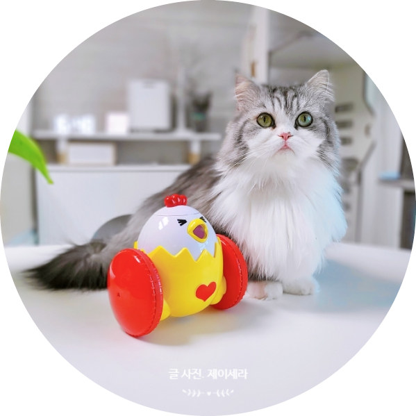 움직이는 강아지 고양이 자동장난감 애니펫 RC 간식로봇 노즈워크 사용기