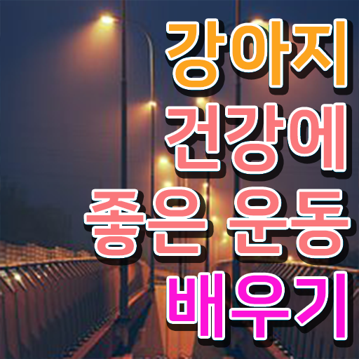  반려견운동지도사 1급 자격증 취득 후기 핵심 공개 !!!