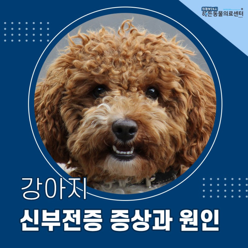 강아지 신부전증 증상과 원인, 강아지 신장병 치료 방법은? 의정부 강아지 입원 치료