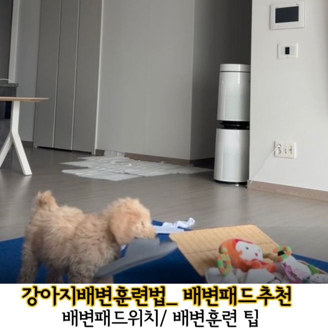  반려견 배변패드 냄새잡는 요술배변패드 추천/ 강아지배변 훈련법