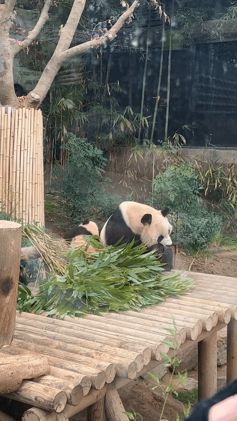 [용인] 에버랜드 - 판다월드 오픈런 (<b>쌍둥이 판다</b> 실물 영접... 