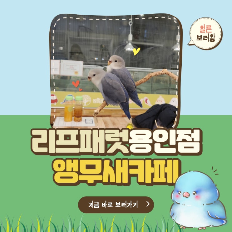  용인실내놀이터 리프패럿 용인점 앵무새카페 N번째방문 단골의 찐후기