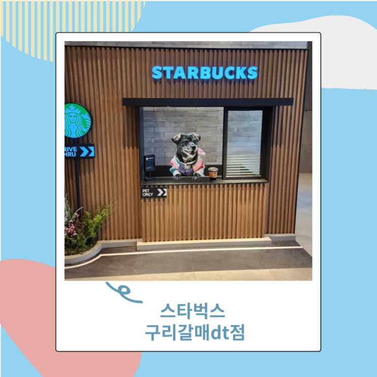 서울근교 애견동반카페 스타벅스 구리갈매DT점 실내 펫존