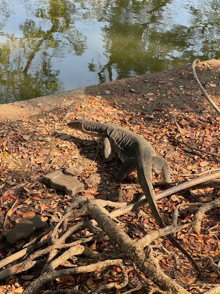 [태국-방콕] 룸피니 공원 후기, 물왕도마뱀 출몰지역 안내