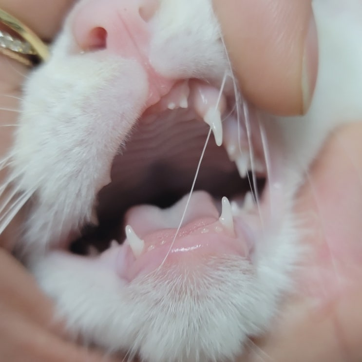 고양이 이갈이시기 이빨개수 유치 빠짐 양치 훈련 시작