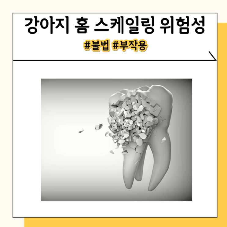 강아지 스케일링, 셀프 치석제거기 부작용 주의 강아지 스케일링, 셀프 치석제거기 부작용 주의