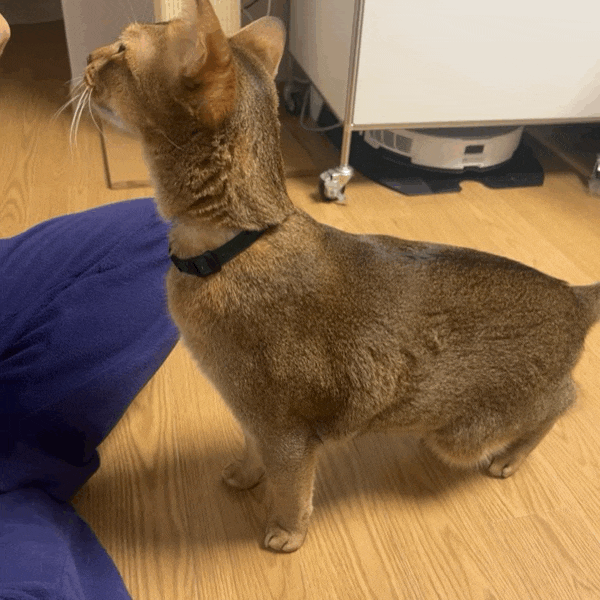  집사의 하루, 우리집 고양이 아비시니안 밤비는 먹보쟁이