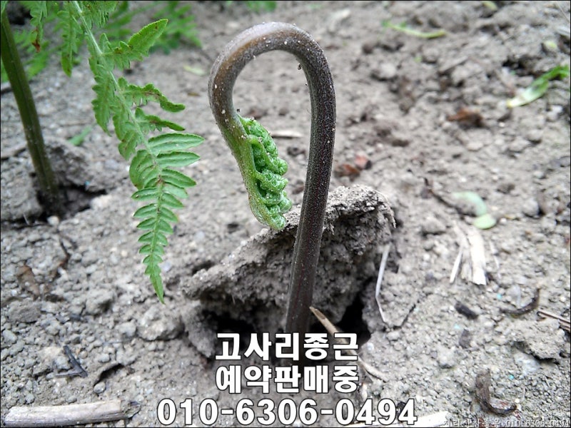 고사리종근을 심고 키우는 고사리재배방법 24년 판매전망