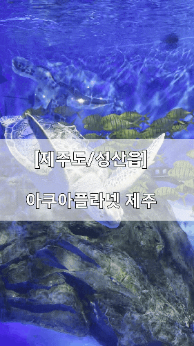  [제주도/성산읍] 아쿠아플라넷 제주 (위치/주차장/프로그램시간/예매할인/최저가비교)
