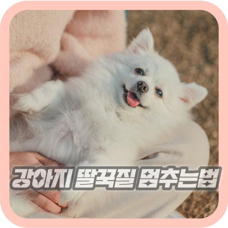  새끼 강아지 딸꾹질 멈추는법 원인은