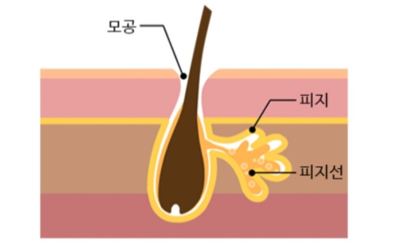 피부의 구조와 기능 2 표피 부속기, 진피, 피하지방, 근막층 > : 네이버 블로그