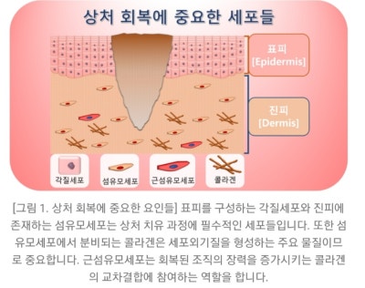 피부의 구조와 기능 2 표피 부속기, 진피, 피하지방, 근막층 > : 네이버 블로그