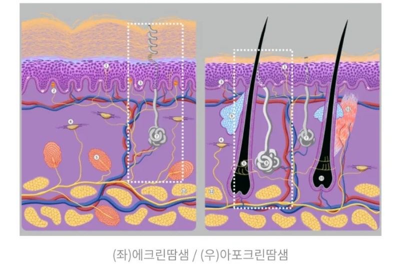 피부의 구조와 기능 2 표피 부속기, 진피, 피하지방, 근막층 > : 네이버 블로그
