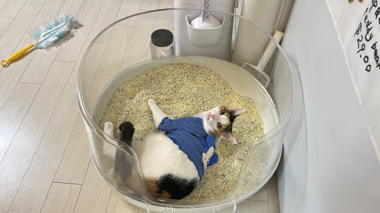  고양이 용품 사이트 - 핏펫 초대코드,1만원 할인쿠폰