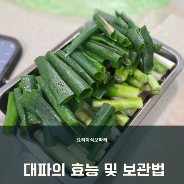 대파의 유래와 효능 보관법에 관한 이야기 대파의 유래와 효능 보관법에 관한 이야기