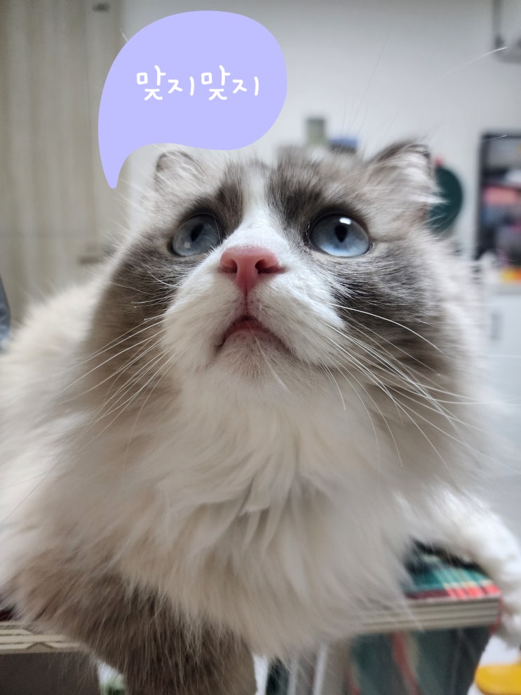  [ 랙돌 고양이 ] 랙돌(Ragdoll) 특징의 요모조모