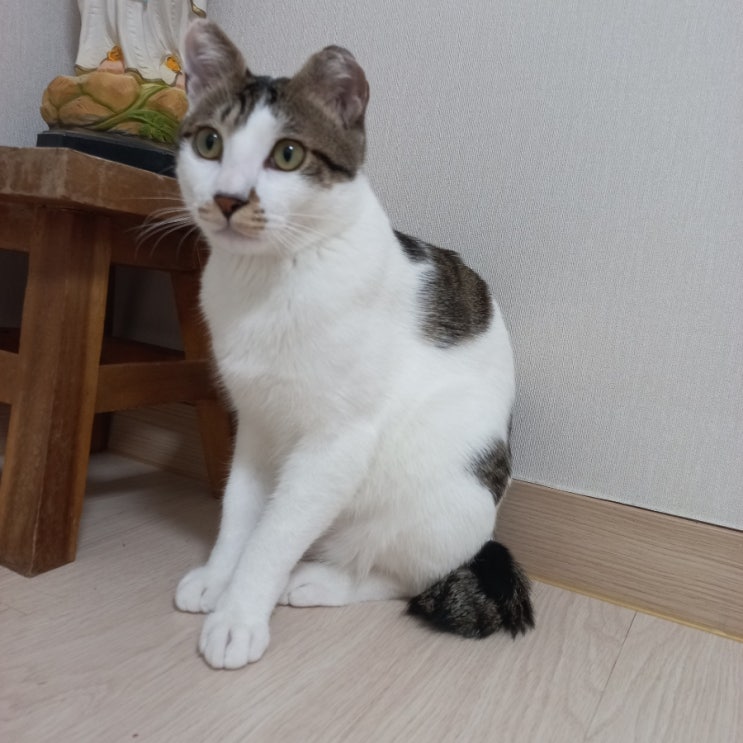  집사의 하루 꼬미 근황 올려요~ 캣닢 키우기, 고양이 알약 먹이는 방법 등
