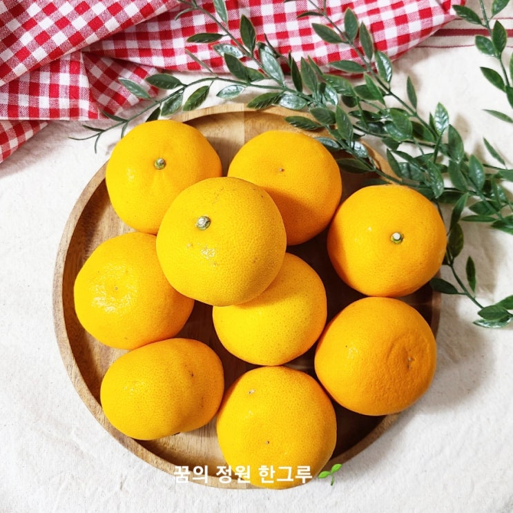  천혜향 레드향 차이 제철 제주 깨비농원 천혜향 가격 맛 솔직후기
