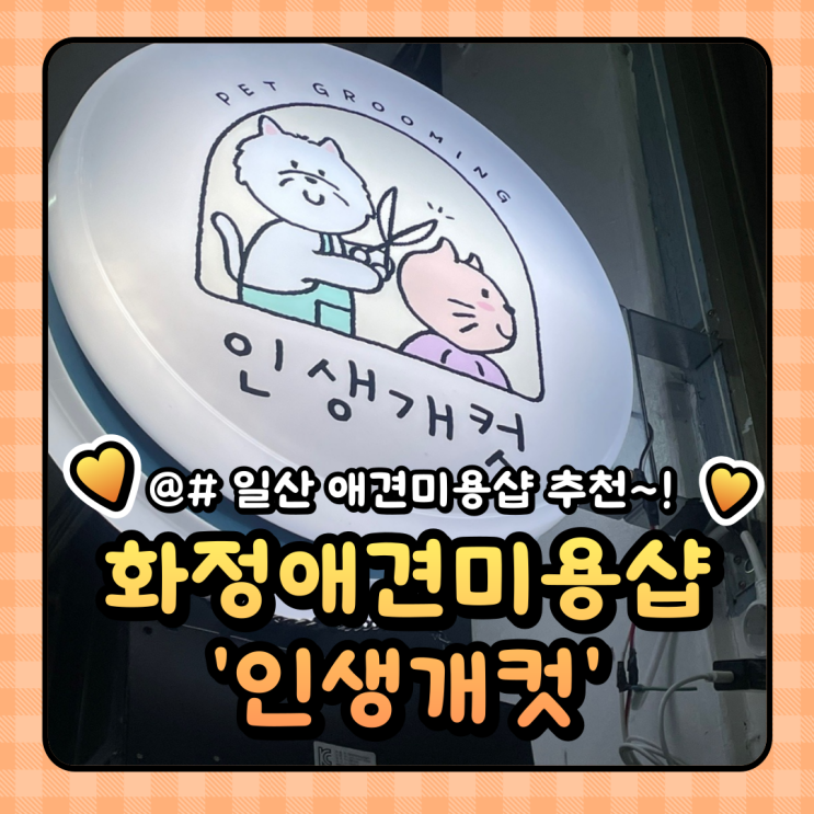  비숑프리제 강아지 미용 화정역 애견미용실 : 인생개컷