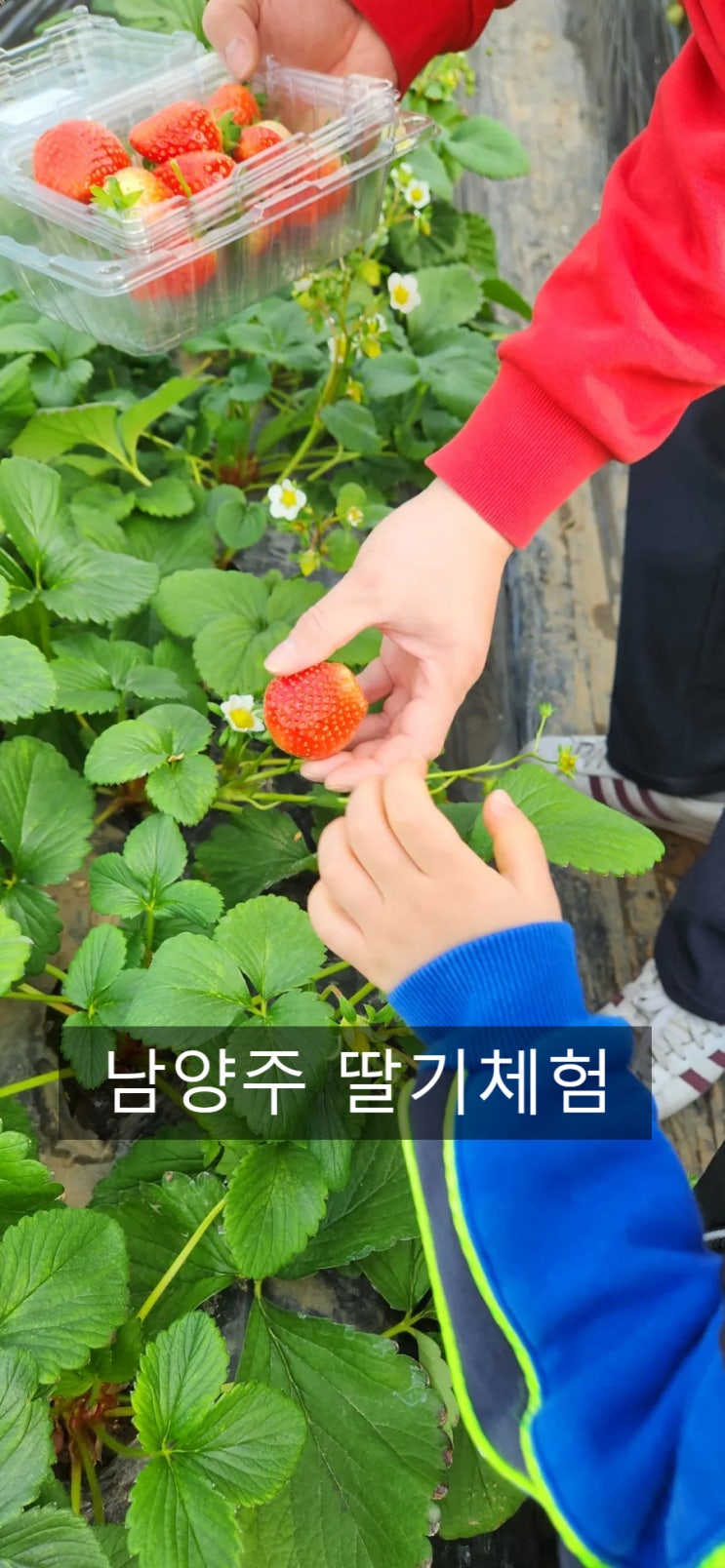  36개월 아이와 가 볼 만한 남양주 제2더드림딸기농장체험