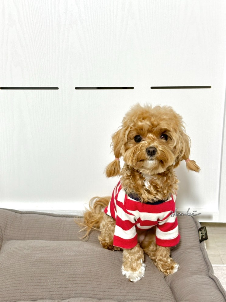 키니키니 강아지옷 브랜드 스트라이프 티셔츠 사이즈 팁까지