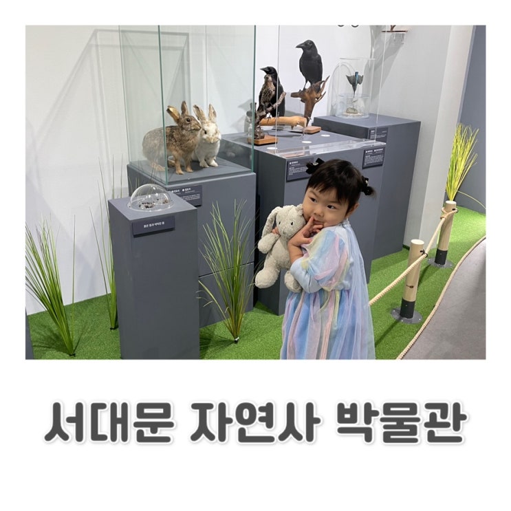  [서대문] 서울 아이와 함께 | 서울 갈 만한 곳 추천| 겨울엔 실내가 최고! 서대문 자연사 박물관c