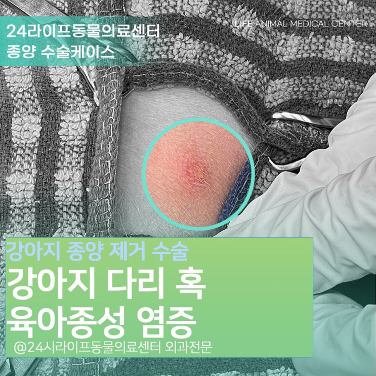 육아종성염증_강아지 다리에 혹이 났어요! : 대구24시라이프동물의료센터