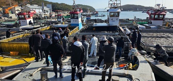 청정바다 고흥군 물김 출하 한창, 2024년산 물김 위판 예상 생산량 151,134톤