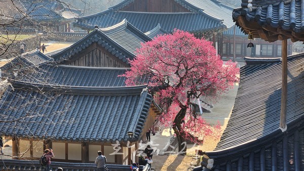  국민에게 큰 사랑 받은 구례 화엄사 홍매화, 천연기념물 지정 고시