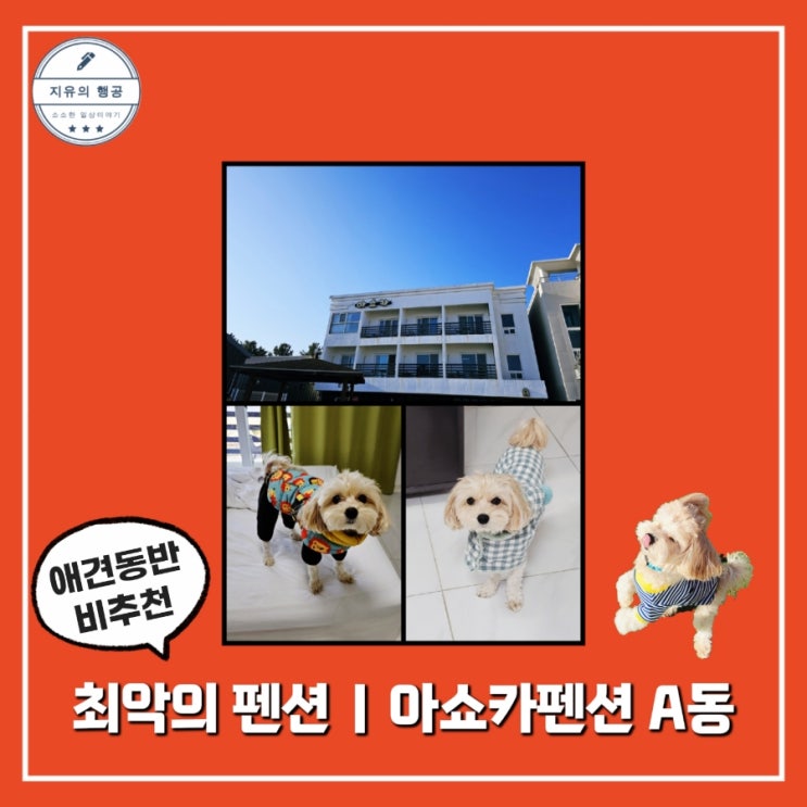  애견 동반 아쇼카 펜션ㅣA동 301호 강원도 여행 내돈내산 솔직한 후기
