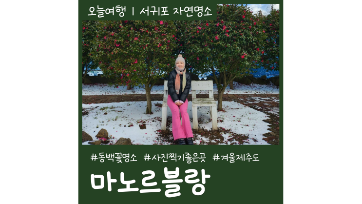 제주도 핫플레이스 마노르블랑 동백꽃명소ㅣ동백꽃말 개화시기 제주도 핫플레이스 마노르블랑 동백꽃명소ㅣ동백꽃말 개화시기