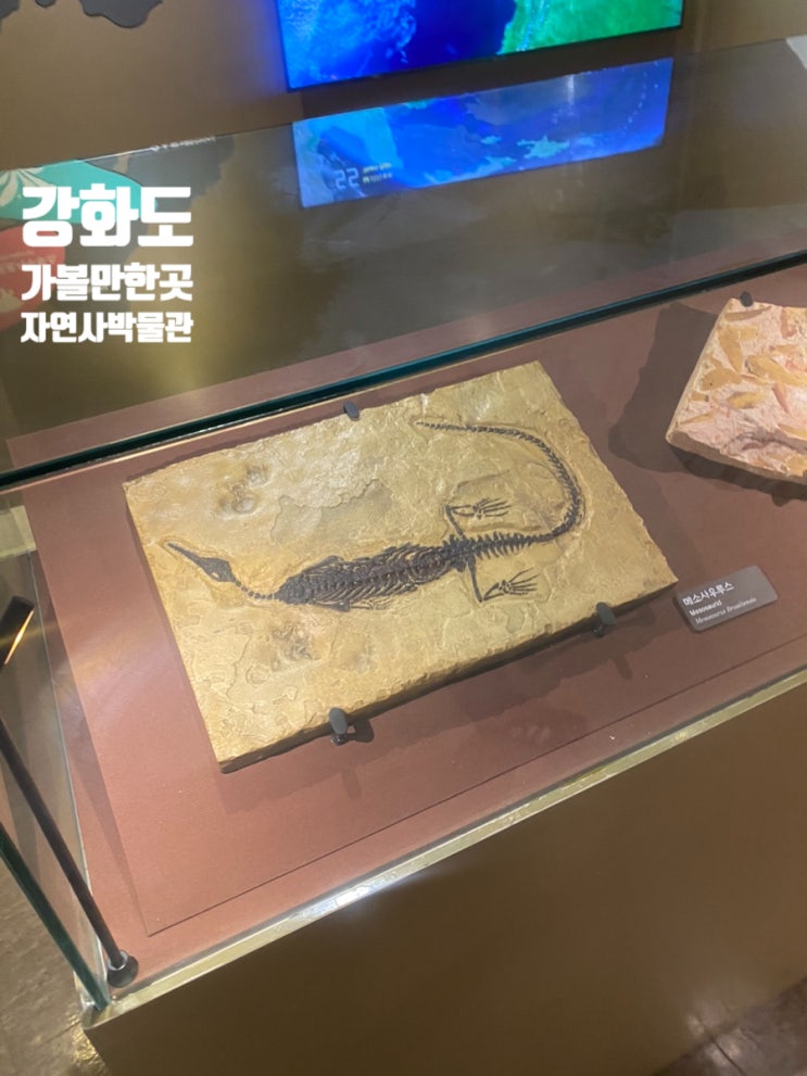  강화도여행 자연사박물관 아이들과 가볼만한곳 추천!!