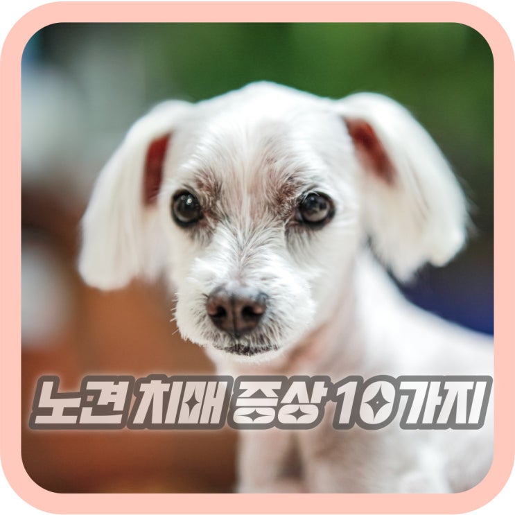  강아지 치매 증상 노견 행동 10가지