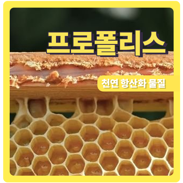 천연 항산화 물질 프로폴리스