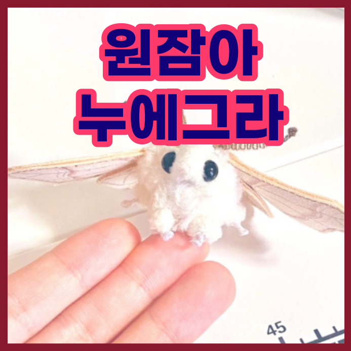  누에나방의 효능 한약재명 원잠아