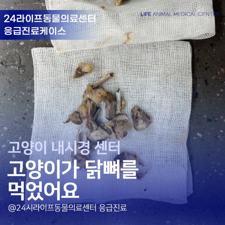 고양이가 닭뼈를 먹었어요! 고양이 내시경 : 24시라이프동물의료센터