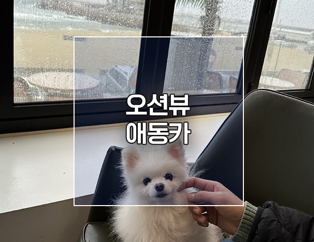  비오는날 강릉 안목해변 오션뷰 애견동반카페 알베로