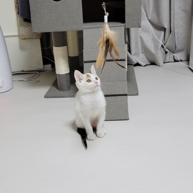 고양이 놀아주는 법 낚시대 장난감 페스룸 티저 토이