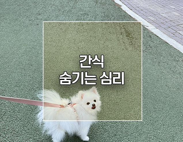  강아지가 간식을 숨기는 이유 심리