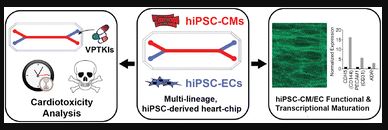 장기모사칩(심장 모델): 약물의 심장독성을 테스트하고 심장세포를 성숙시키는 새로운 방법