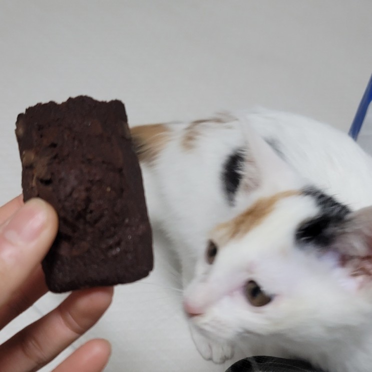 고양이 초콜릿 초코빵 과자 먹었을 때, 치사량