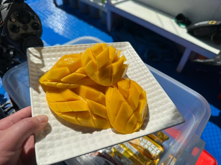  세부 막탄️위너다이브️펀 다이빙