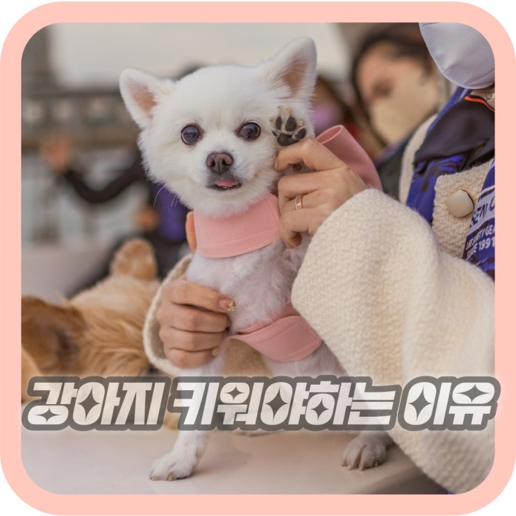  강아지 고양이 등 반려동물을 키워야 하는 이유