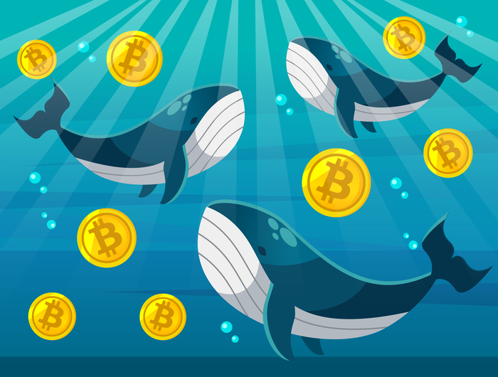 비트코인 랠리 신호 나왔다?...고래들, BTC 매집 중 비트코인 랠리 신호 나왔다?...고래들, BTC 매집 중