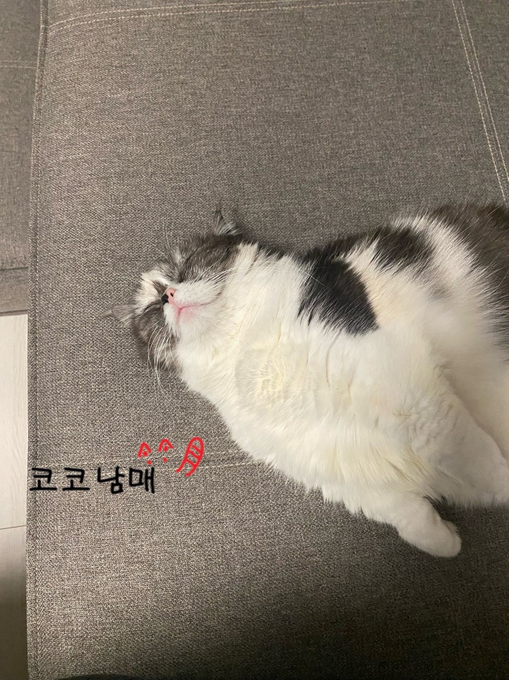  코코남매 일상 - 집사 바라기들