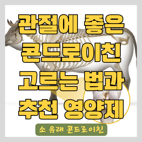  소 유래 콘드로이친 관절영양제 고르는 법과 추천 영양제 후기 - 뮤코다당단백