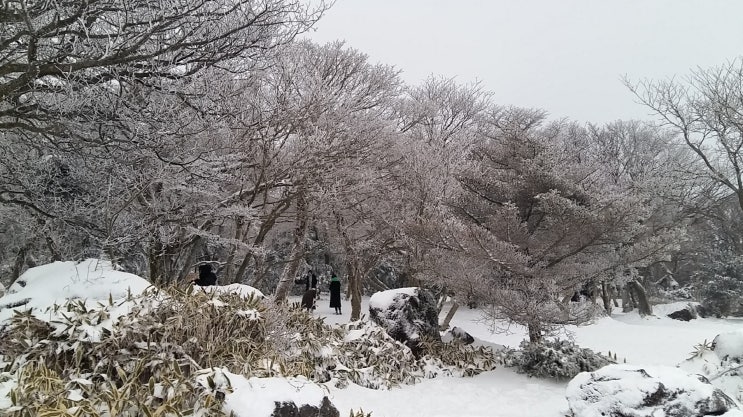  제주도 한라산 설경 버스 240번 임시 추가 증편 시간표, 주차 팁